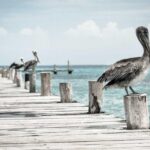 Optio qui hic voluptatem molestias optio